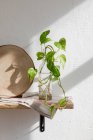 Piantina verde della pianta d'appartamento collocata in bottiglia di vetro con acqua su ripiano in legno vicino alla parete bianca in cucina — Foto stock
