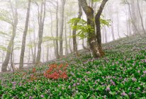 Scenic view of lush meadow with blossoming purple crocus flowers growing in forest in spring on foggy day — Stock Photo