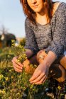 Невизначена сільськогосподарська жінка сидить з купою ніжно-жовтих диких квітів у квітучому лузі навесні на заході сонця — стокове фото