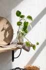 Зеленый саженец домашнего растения помещают в стеклянную бутылку с водой на деревянной стене возле белой стены на кухне — стоковое фото