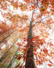 From below of tall oak tree with colorful leaves growing in woods in fall — Stock Photo