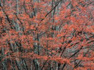 Paesaggio pittoresco di legno autunnale con alberi fogliari colorati durante la stagione autunnale — Foto stock