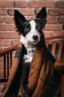 Милая пушистая пограничная собака колли, завернутая в теплое одеяло, сидит дома на деревянном стуле — стоковое фото