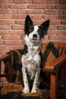 Cute fluffy Border Collie dog wrapped in warm blanket sitting on wooden chair at home — Stock Photo