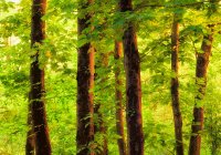 Malerischer Blick auf saftig grüne Wiese im Wald an nebligem Tag — Stockfoto