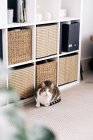 Gatto adorabile con pelliccia marrone e bianca sdraiato su tappeto mentre guarda la fotocamera in casa — Foto stock