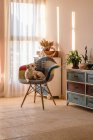 Чарівна чистокровна собака лежить в кріслі з орнаментом, дивлячись віддаляючись від комода в легкій квартирі — стокове фото