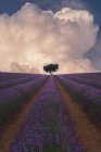 Spectaculaire décor d'arbre vert solitaire poussant dans un champ de lavande en fleurs violettes sur fond de ciel bleu avec des nuages pelucheux — Photo de stock