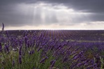 Vue spectaculaire des rangées de champs de lavande en fleurs sous le ciel orageux en été — Photo de stock