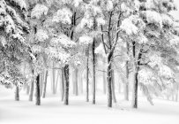 Удивительные пейзажи деревьев в снежных лесах в дневное время зимой — стоковое фото