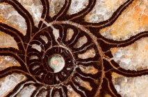 Ein ausgestorbenes wirbelloses Meerestier in Marokko. Existierte in der Kreidezeit. Während der Versteinerung wurde die Schale durch eine Eisenverbindung ersetzt. — Stockfoto