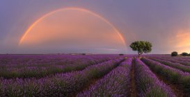 Majestätische Landschaft aus blühenden Lavendelblüten und grünem Baum, der im Feld unter Regenbogen am bewölkten Himmel wächst — Stockfoto