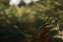 Grüne Blätter der Farnpflanze wachsen an sonnigen Tagen im Schatten im Wald — Stockfoto