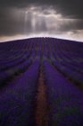 Spectacular view of rows of blossoming lavender field under thunderstorm sky in summer — Stock Photo