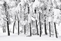 Paysage incroyable d'arbres dans les bois enneigés pendant la journée en hiver — Photo de stock
