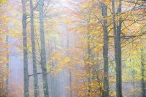 Cenário pitoresco de madeira outonal com árvores de folhagem coloridas durante a temporada de outono — Fotografia de Stock