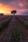 Majestätische Landschaft von einsamen Baum wächst im Feld mit blühenden Lavendelblüten auf dem Hintergrund des bunten Sonnenuntergangs Himmel — Stockfoto
