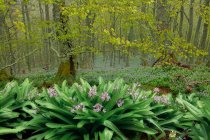 Scenic view of lush meadow with blossoming purple crocus flowers growing in forest in spring on foggy day — Stock Photo
