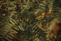 Зеленые листья папоротника растут в тени в лесу в солнечный день — стоковое фото