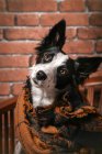 Niedliche flauschige Border Collie Hund in warme Decke gewickelt sitzt auf Holzstuhl zu Hause — Stockfoto