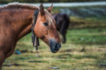 Каштановый конь с металлическим колоколом на шее на размытом фоне луга со свежей зеленой травой — стоковое фото
