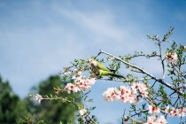 Bajo ángulo de pájaro verde posado en la rama de cerezo con flores en flor en el jardín - foto de stock