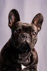 Gehorsame Französische Bulldogge mit dunklem Fell und braunen Augen vor hellviolettem Hintergrund — Stockfoto