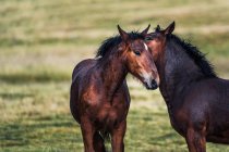 Anmutiges Streicheln der Pferde auf verschwommenem Hintergrund der Wiese mit frischem grünen Gras am Tag — Stockfoto