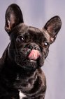 Bulldog francês obediente com pele escura e olhos castanhos olhando para longe contra o fundo roxo claro — Fotografia de Stock