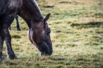 Horse on blurred background of meadow with fresh green grass — Stock Photo