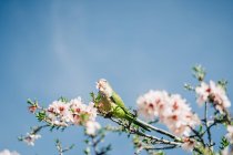 Bajo ángulo de pájaro verde posado en la rama de cerezo con flores en flor en el jardín - foto de stock