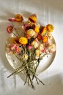 From above of bouquet of fresh strawflowers placed on plate on white background lit by sunlight — Stock Photo