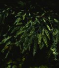 Vista panorâmica do galho de coníferas com caules curvos e agulhas verdes crescendo em madeiras — Fotografia de Stock