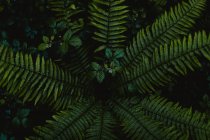 Szenische Ansicht des Nadelbaumzweiges mit geschwungenen Stämmen und grünen Nadeln, die im Wald wachsen — Stockfoto