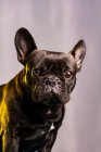 Obbediente Bulldog francese con pelliccia scura e occhi marroni guardando la fotocamera contro sfondo viola chiaro — Foto stock