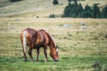 Kastanienpferd auf verschwommenem Hintergrund der Wiese mit frischem grünen Gras — Stockfoto