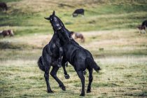 Anmutige schwarze Hengste kämpfen im Spiel auf verschwommenem Hintergrund der Wiese mit frischem grünen Gras am Tag — Stockfoto