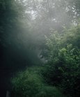 Сценический вид высоких деревьев с тонкими стволами и зелеными ветвями, растущими в лесу в туманный день — стоковое фото