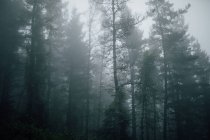 Scenic view of high trees with thin trunks and green branches growing in forest on foggy day — Stock Photo