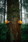 Cultivar irreconhecível turista abraçando árvore com casca áspera seca durante a viagem em madeiras em fundo turvo — Fotografia de Stock