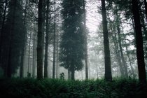 Árvores cobertas em florestas nebulosas sob céu cinzento — Fotografia de Stock