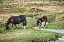 Cavalos pacíficos comendo grama verde fresca no prado perto da encosta com floresta verdejante durante o dia — Fotografia de Stock
