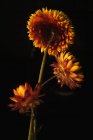 Delicate strawflowers with orange and yellow petals on black background in dark studio — Stock Photo
