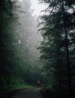 Back view of anonymous hiker with dog strolling on wavy roadway between overgrown trees in woods on foggy day — Stock Photo