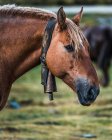 Cavalo castanho com sino de metal no pescoço no fundo borrado do prado com grama verde fresca — Fotografia de Stock