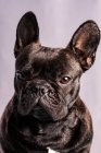 Gehorsame Französische Bulldogge mit dunklem Fell und braunen Augen blickt vor hellviolettem Hintergrund in die Kamera — Stockfoto