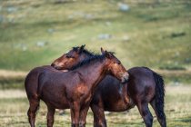 Anmutiges Streicheln der Pferde auf verschwommenem Hintergrund der Wiese mit frischem grünen Gras am Tag — Stockfoto