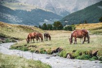 Спокійні коні їдять свіжу зелену траву на лузі біля схилу з видатним лісом вдень — стокове фото