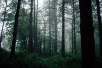 Overgrown trees in misty woods under gray sky — Stock Photo