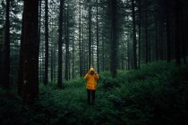 Невпізнаваний турист у верхньому одязі з капюшоном, що стоїть на шляху серед рослин і високих дерев у лісі — стокове фото